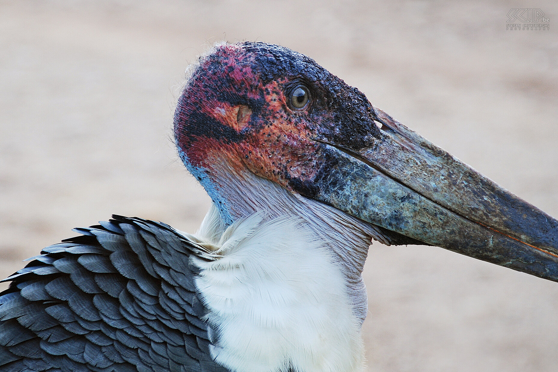 Murchison - Marabou In the morning there are a few marabous at the campsite. I am able to approach one of them in order to take a close-up picture. The African marabou (Leptoptilos crumenifer) is a fairly large bird of the stork family, but it is a scavenger with a very distinctive dirty pink head. Stefan Cruysberghs